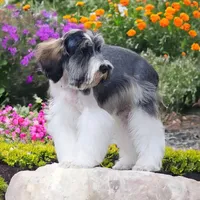 Hank, a male Miniature Schnauzer for sale in Hollywood, MD – Photo 2 of 4