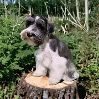 Hank, a male Miniature Schnauzer for sale in Hollywood, MD – Photo 1 of 4