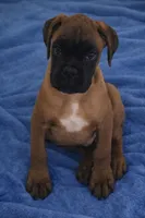 Champion sired ARVC-1 and DM neg, a male Boxer for sale in Hollywood, MD – Photo 2 of 8