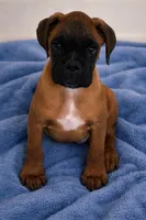 Champion sired ARVC-1 and DM neg, a male Boxer for sale in Hollywood, MD – Photo 4 of 8