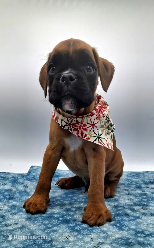 Fawn male ARVC-1 and DM neg