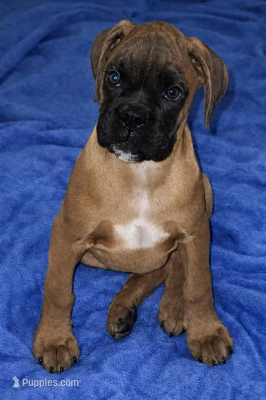 Fawn male ARVC-1 and DM neg