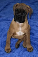 Champion sired ARVC-1 and DM neg, a male Boxer for sale in Hollywood, MD – Photo 1 of 8