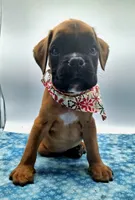 processed/518f2900-04c9-4117-a4ac-6048f64dcbe6/listing/61abf587-8f5d-4386-a9a3-7e1fd2d34225/3be92fdb-4cdf-4b8e-903c-1eacc59589be