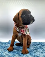 processed/518f2900-04c9-4117-a4ac-6048f64dcbe6/listing/61abf587-8f5d-4386-a9a3-7e1fd2d34225/a38a2c32-e243-4097-bb49-fd255d4e64b6