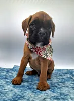 processed/518f2900-04c9-4117-a4ac-6048f64dcbe6/listing/61abf587-8f5d-4386-a9a3-7e1fd2d34225/b6b554b3-36ba-4519-b911-b30b9d6c2685