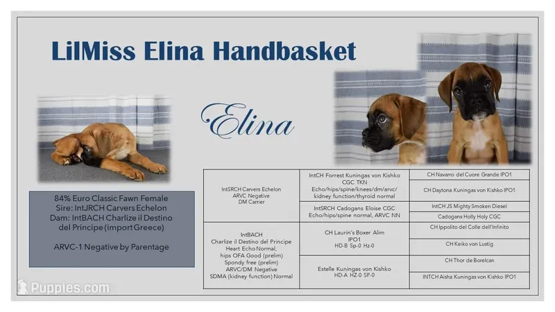 Fawn male ARVC-1 and DM neg