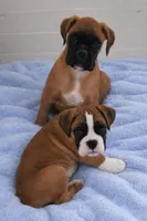 Champion sired ARVC-1 and DM neg, a male Boxer for sale in Hollywood, MD – Photo 3 of 8