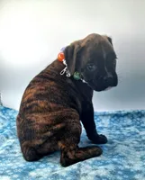 processed/518f2900-04c9-4117-a4ac-6048f64dcbe6/listing/b1f1e217-e597-4596-9920-32295b62a541/04e62eb1-d707-4eea-bd4e-fb1c288ae130