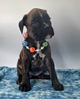 processed/518f2900-04c9-4117-a4ac-6048f64dcbe6/listing/b1f1e217-e597-4596-9920-32295b62a541/dd61b5d5-6bf9-437f-8b42-a88a74833a56