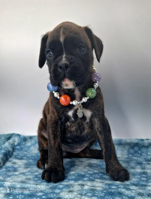 Brindle f ARVC-1 and DM neg