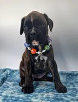 processed/518f2900-04c9-4117-a4ac-6048f64dcbe6/listing/b1f1e217-e597-4596-9920-32295b62a541/e1bf4569-7ebb-469e-a379-e671ab3667f7