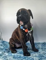 processed/518f2900-04c9-4117-a4ac-6048f64dcbe6/listing/b1f1e217-e597-4596-9920-32295b62a541/f56dd35e-57a5-43bd-977a-cdab87494c4d