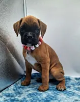 processed/518f2900-04c9-4117-a4ac-6048f64dcbe6/listing/b86f4473-96fc-41e3-9de6-01afa202ab18/dd1b0fe6-031f-4810-81ce-436df44e3415