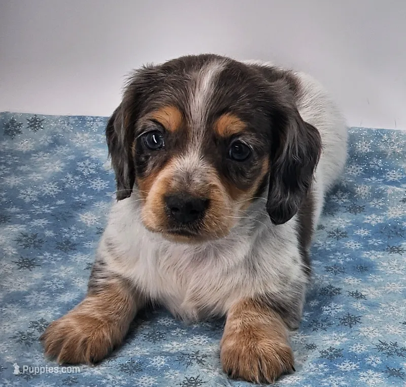 Blu&tan dappled pie longhair