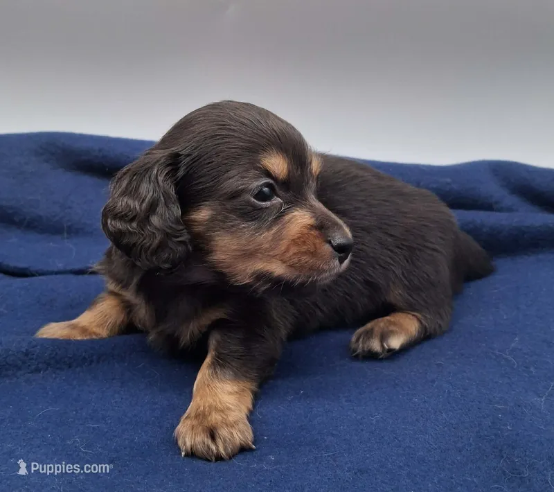 Black and tan longhair boy