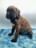 processed/518f2900-04c9-4117-a4ac-6048f64dcbe6/listing/d7963e83-1164-4d35-ab94-ff96b9f2a626/bc5f7c09-4b22-48ff-b1c2-63bb01c27b88