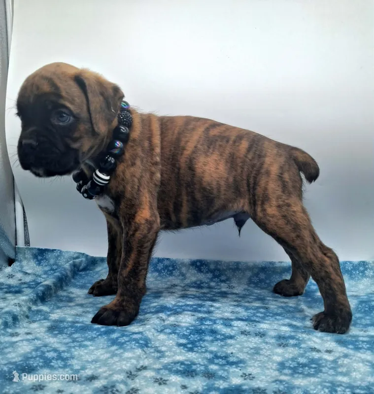 European ARVC-1 &DM neg