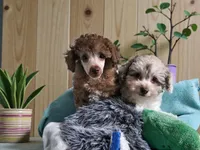 Toy poo chocolate merle parti, a female Poodle - Toy  for sale in Hollywood, MD – Photo 3 of 3