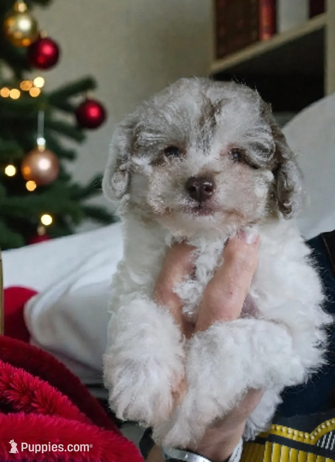 Toy poo chocolate merle parti