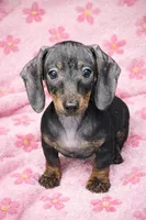 Rosa, a female Miniature Dachshund for sale in Hollywood, MD – Photo 3 of 3