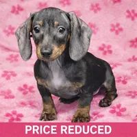 Rosa, a female Miniature Dachshund for sale in Hollywood, MD – Photo 1 of 3
