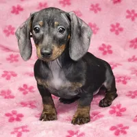 Rosa, a female Miniature Dachshund for sale in Hollywood, MD – Photo 2 of 3