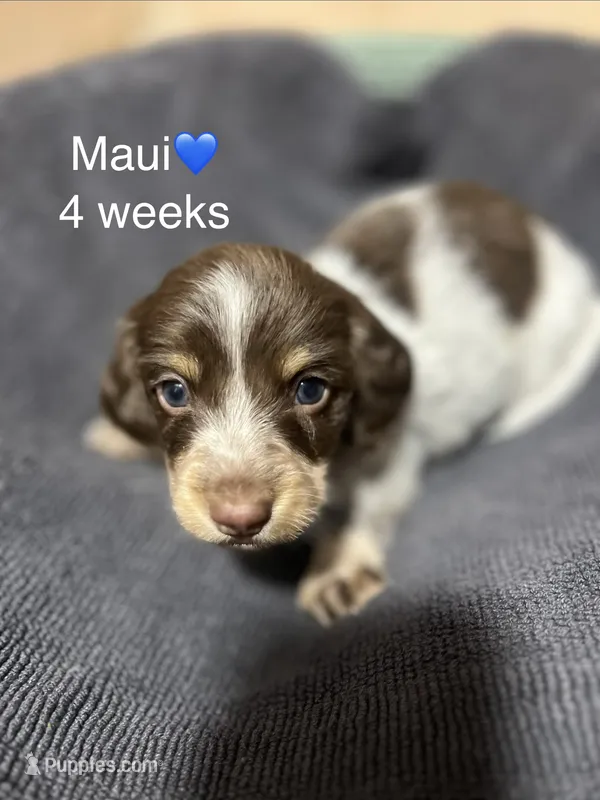 Maui – Miniature Dachshund puppy for sale in Belfair, WA