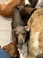 Hollywood, a female Miniature Dachshund for sale in Belfair, WA – 3 of 5
