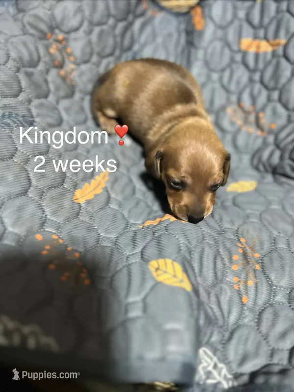 Kingdom – Miniature Dachshund puppy for sale in Belfair, WA