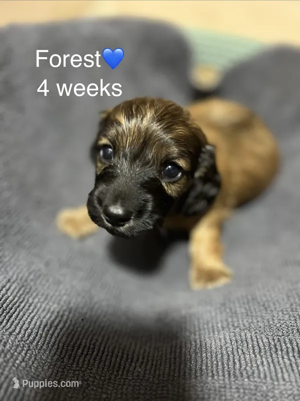 Forest  – Miniature Dachshund puppy for sale in Belfair, WA