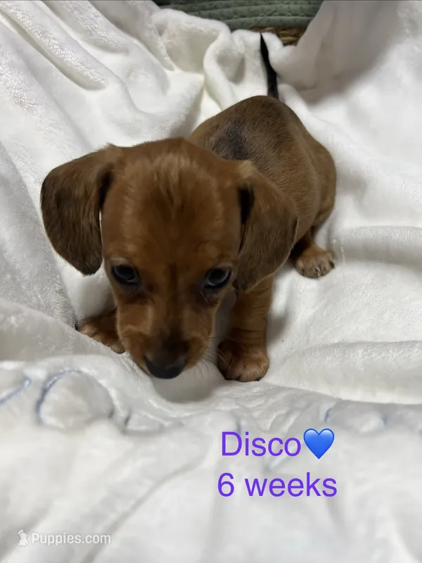 Disco – Miniature Dachshund puppy for sale in Belfair, WA