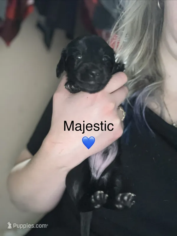 Majestic  – Miniature Dachshund puppy for sale in Belfair, WA