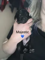 Majestic , a male Miniature Dachshund for sale in Belfair, WA – 1 of 2