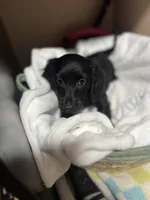Majestic , a male Miniature Dachshund for sale in Belfair, WA – 3 of 10