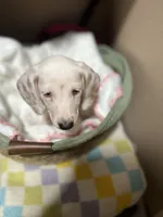 Anthem, a female Miniature Dachshund for sale in Belfair, WA – 5 of 10