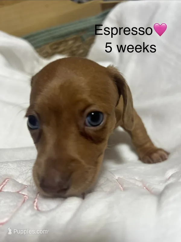 Espresso  – Miniature Dachshund puppy for sale in Belfair, WA