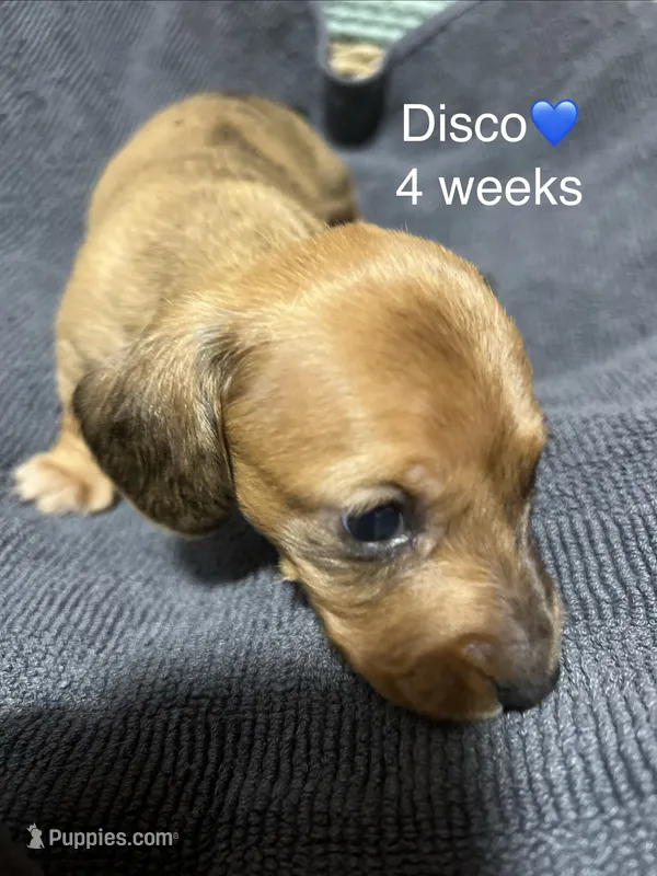 Disco – Miniature Dachshund puppy for sale in Belfair, WA