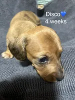 Disco, a male Miniature Dachshund for sale in Belfair, WA – 8 of 9