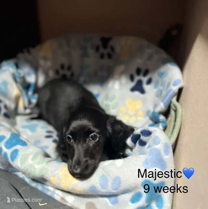 Majestic  – Miniature Dachshund puppy for sale in Belfair, WA