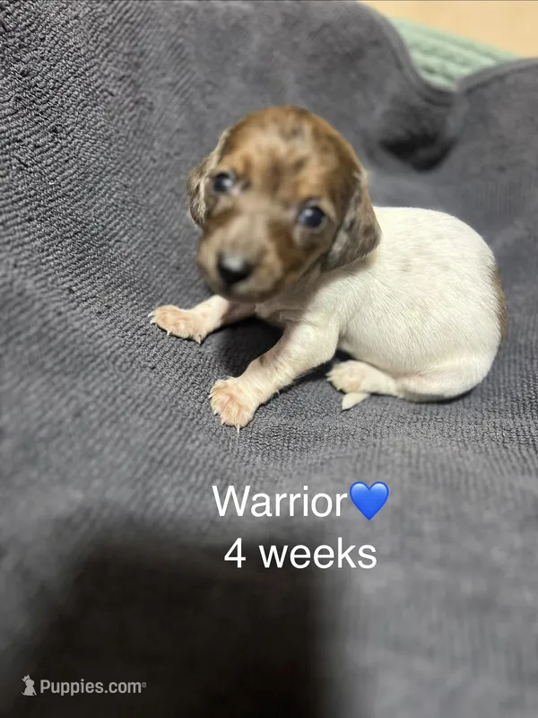 Warrior – Miniature Dachshund puppy for sale in Belfair, WA