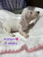Anthem, a female Miniature Dachshund for sale in Belfair, WA – 7 of 10