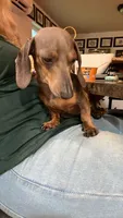Hollywood, a female Miniature Dachshund for sale in Belfair, WA – 4 of 5
