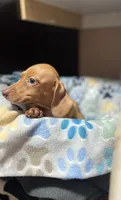 Espresso , a female Miniature Dachshund for sale in Belfair, WA – 10 of 10