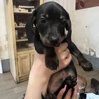 Zodiac, a male Miniature Dachshund for sale in Belfair, WA – Photo 5 of 6