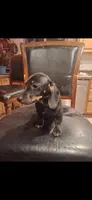Zodiac, a male Miniature Dachshund for sale in Belfair, WA – Photo 6 of 6