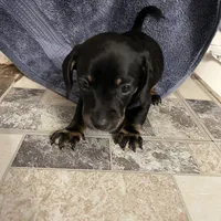 Zodiac, a male Miniature Dachshund for sale in Belfair, WA – Photo 2 of 6