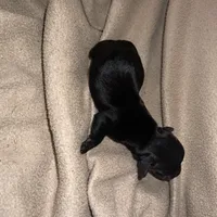 Zodiac, a male Miniature Dachshund for sale in Belfair, WA – Photo 4 of 6