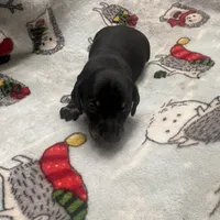 Zodiac, a male Miniature Dachshund for sale in Belfair, WA – Photo 3 of 6