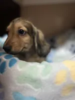 S’mores, a male Miniature Dachshund for sale in Belfair, WA – 9 of 10